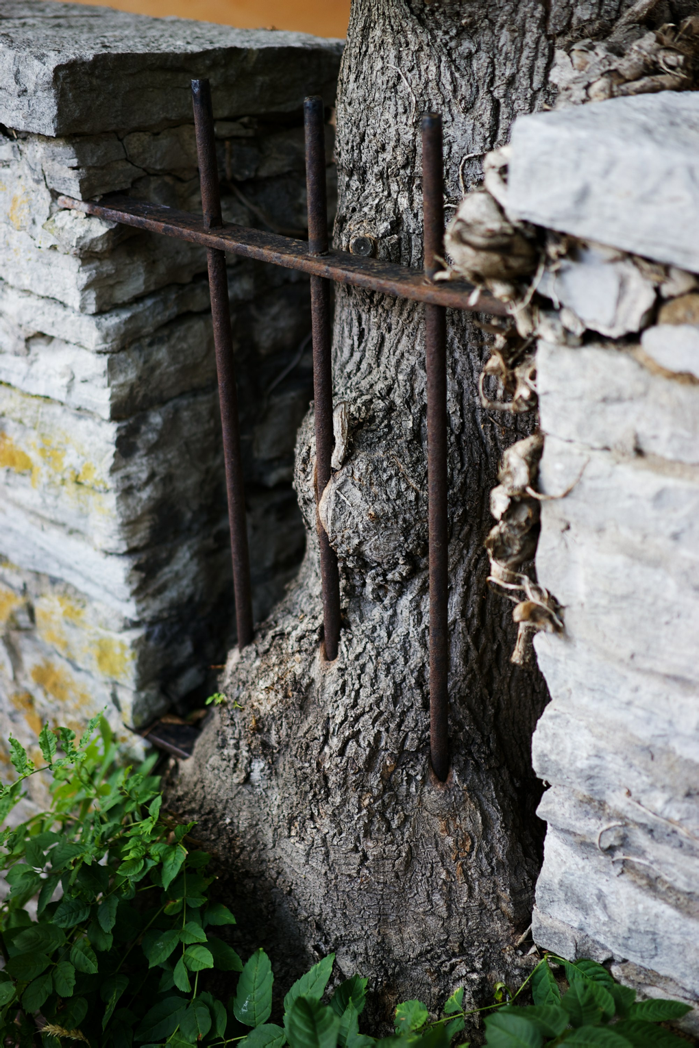 Tree invading fence